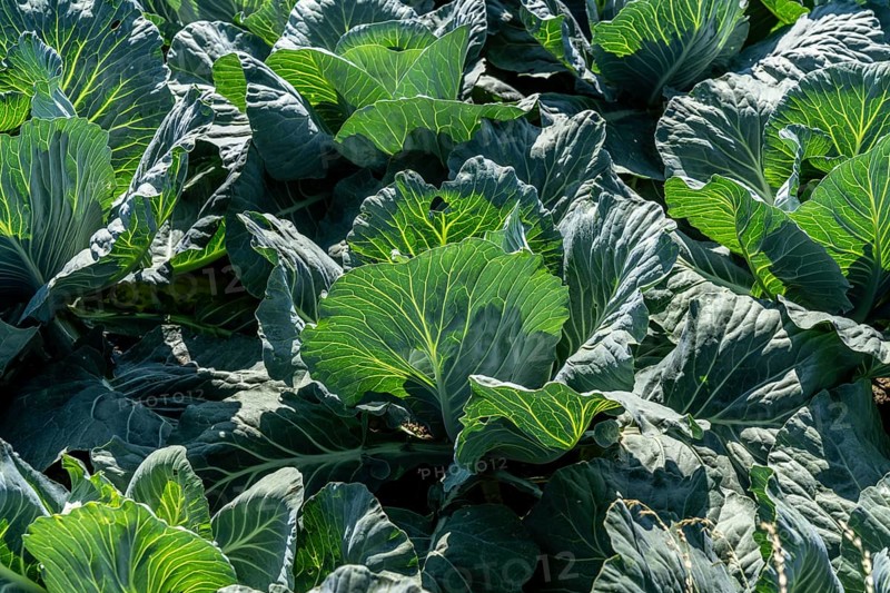 Cabbage cultivation, in a field, young white cabbage, North Rhine-Westphalia, Germany, Europe