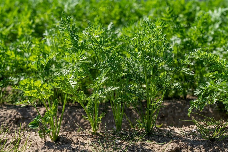 Carrot cultivation, in a field, young plants, North Rhine-Westphalia, Germany, Europe