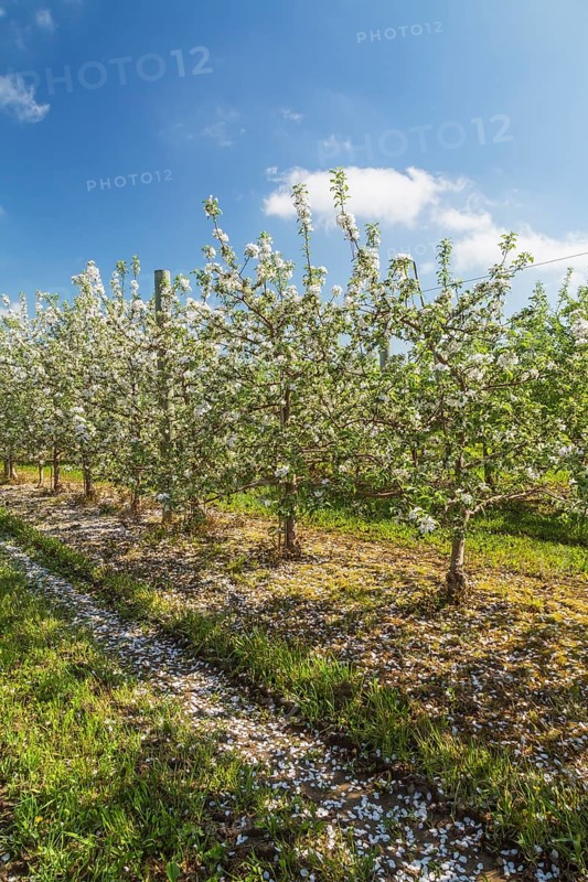 Orchard of Malus domestica, Apple trees with white flower blossoms in spring, Quebec, Canada, North America
