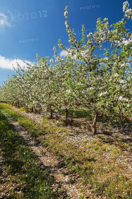 Orchard of Malus domestica, Apple trees with white flower blossoms in spring, Quebec, Canada, North America