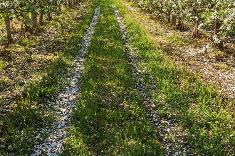 Orchard of Malus domestica, Apple trees with white flower blossoms in spring, Quebec, Canada, North America