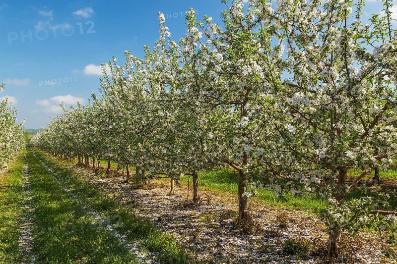 Orchard of Malus domestica, Apple trees with white flower blossoms in spring, Quebec, Canada, North America