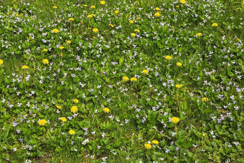 Green grass lawn overgrown with yellow Taraxacum officinale, Dandelion flowers and mauve flowering Viola, Violet plants in spring, Quebec, Canada, North America