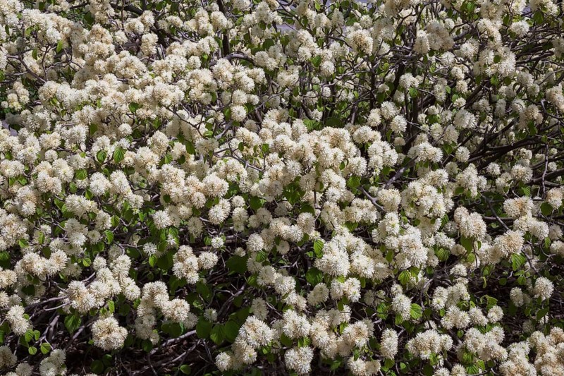 Fothergilla major, Mountain Witch Alder shrub with white flower blossoms in spring, Quebec, Canada, North America