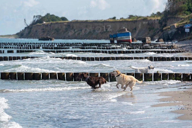 Two Labrador Retrievers playing in the shallow Baltic Sea water, behind them a bunker from the GDR era, Wustrow, Mecklenburg-Western Pomerania, Germany, Europe