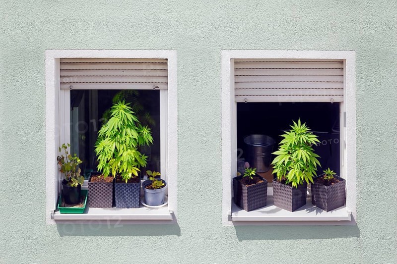 Illegal, illegal, private, private cultivation of hemp, hemp cultivation, hemp plant, hemp plants (cannabis), drug, drugs, plant, plants in flower pot on windowsill, residential house, Nuremberg, Middle Franconia, Franconia, Bavaria, Germany, Europe