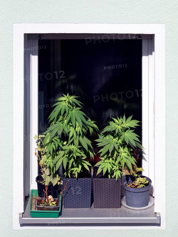 Legal, legal, private, private cultivation of hemp, hemp cultivation, hemp plant, hemp plants (cannabis), drug, drugs, plant, plants in flower pot on windowsill, residential house, Nuremberg, Middle Franconia, Franconia, Bavaria, Germany, Europe