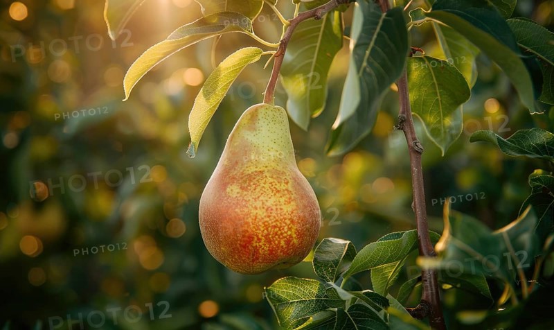 Close-up of a perfectly shaped pear AI generated