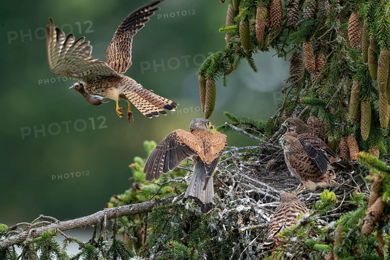 Common kestrel (Falco tinnunculus), male adult bird with fledglings not yet ready to fly at the nest, Rhineland-Palatinate, Germany, Europe