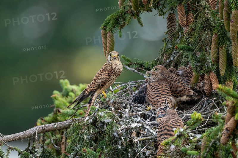 Common kestrel (Falco tinnunculus), female adult bird with fledglings not yet ready to fly at the nest, Rhineland-Palatinate, Germany, Europe