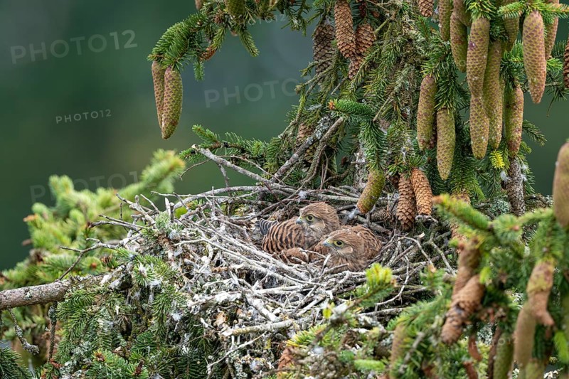 Common kestrel (Falco tinnunculus), young birds not yet ready to fly in the nest, Rhineland-Palatinate, Germany, Europe