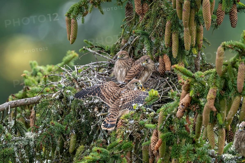 Common kestrel (Falco tinnunculus), young birds not yet ready to fly in the nest, Rhineland-Palatinate, Germany, Europe