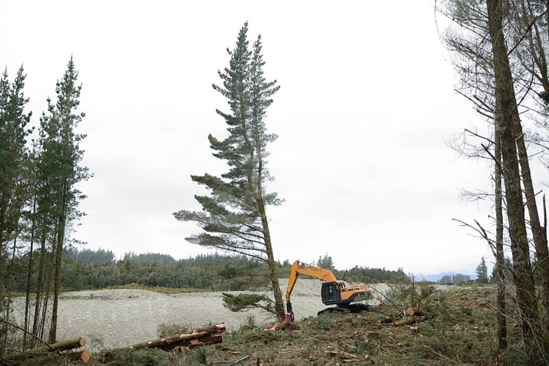 A Pinus radiata tree is felled by an autocutter at a milling site in exotic forest on the West Coast, New Zealand, Oceania
