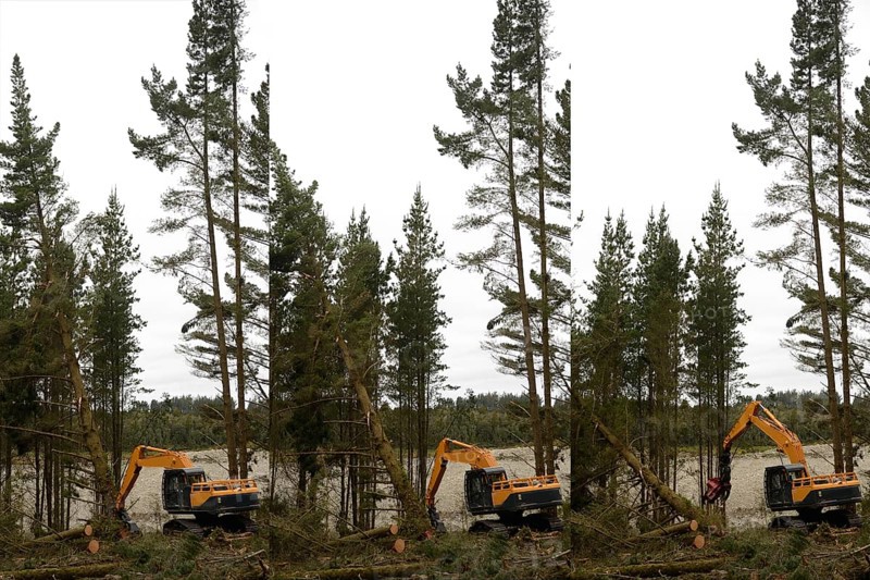 A Pinus radiata tree is felled by an autocutter at a milling site in exotic forest on the West Coast, New Zealand, Oceania