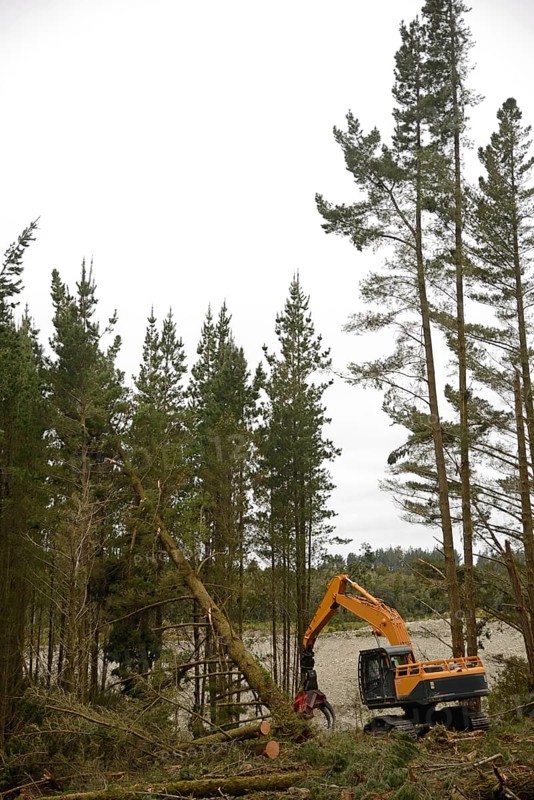 A Pinus radiata tree is felled by an autocutter at a milling site in exotic forest on the West Coast, New Zealand, Oceania