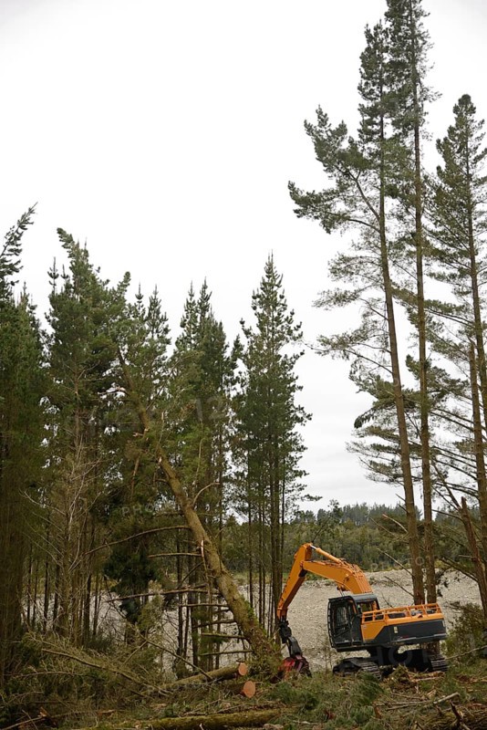 Clouds of pollen fill the air as a Pinus radiata tree is felled by an autocutter at a milling site in exotic forest on the West Coast, New Zealand, Oceania