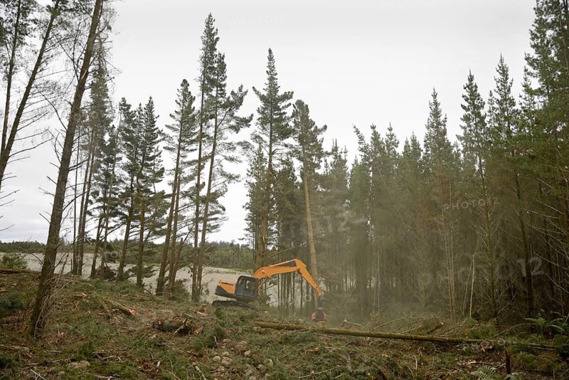 Clouds of pollen fill the air as a Pinus radiata tree is felled by an autocutter at a milling site in exotic forest on the West Coast, New Zealand, Oceania