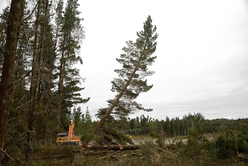 A Pinus radiata tree is felled by an autocutter at a milling site in exotic forest on the West Coast, New Zealand, Oceania