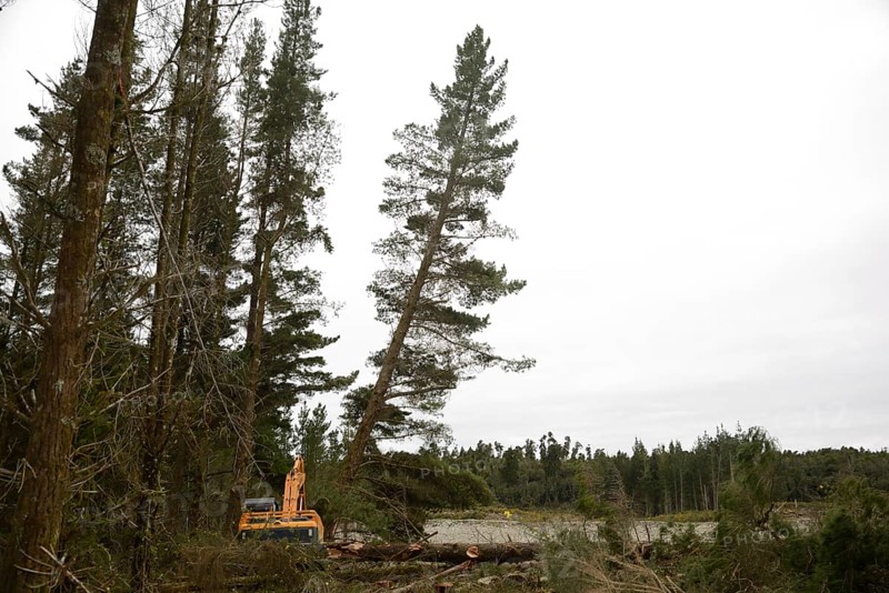 A Pinus radiata tree is felled by an autocutter at a milling site in exotic forest on the West Coast, New Zealand, Oceania
