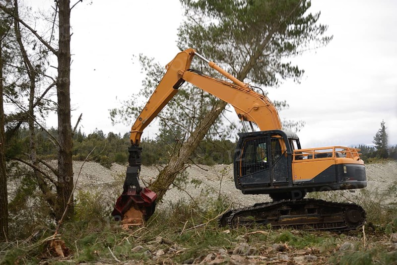 A Pinus radiata tree is felled by an autocutter at a milling site in exotic forest on the West Coast, New Zealand, Oceania