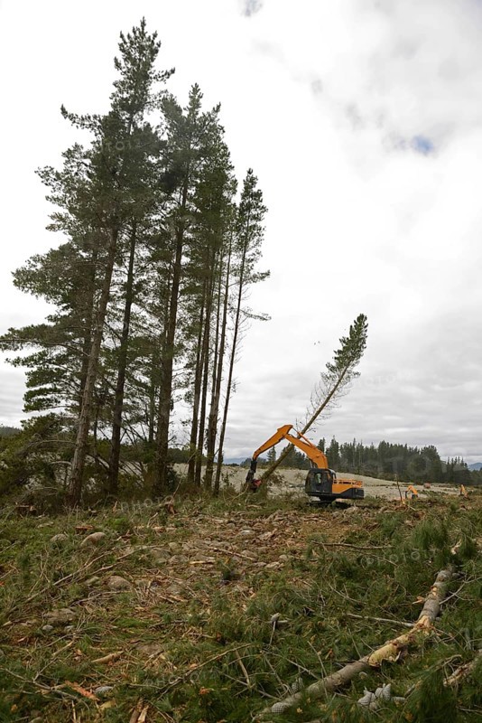 A Pinus radiata tree is felled by an autocutter at a milling site in exotic forest on the West Coast, New Zealand, Oceania