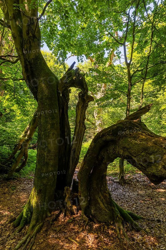 The Sababurg primeval forest, also known as the Reinhardswald primeval forest, is a nature and landscape conservation area that emerged from a hut forest. It is located near the Sababurg in the Reinhardswald in the northern Hessian district of Kassel, Reinhardswald, Reinhardswald, Hesse, Germany, Europe