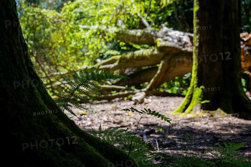 The Sababurg primeval forest, also known as the Reinhardswald primeval forest, is a nature and landscape conservation area that emerged from a hut forest. It is located near the Sababurg in the Reinhardswald in the northern Hessian district of Kassel, Reinhardswald, Reinhardswald, Hesse, Germany, Europe