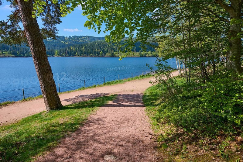 A peaceful forest path along the Schluchsee under a clear sky in spring, Schluchsee, Black Forest, Baden-Württemberg, Germany, Europe
