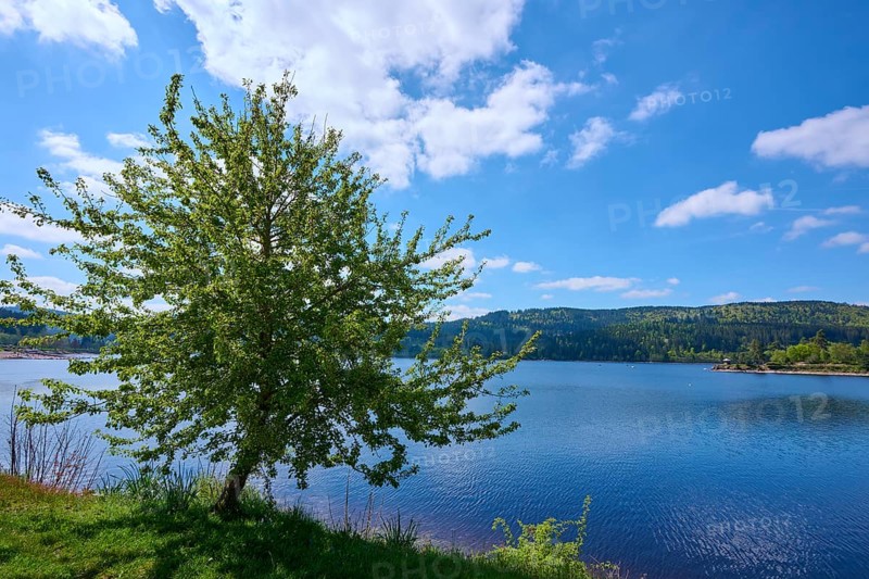 Schluchsee surrounded by green trees and a clear blue sky in the background, Schluchsee surrounded by green trees and a clear blue sky in the background, spring, Schluchsee, Black Forest, Baden-Württemberg, Germany, Europe