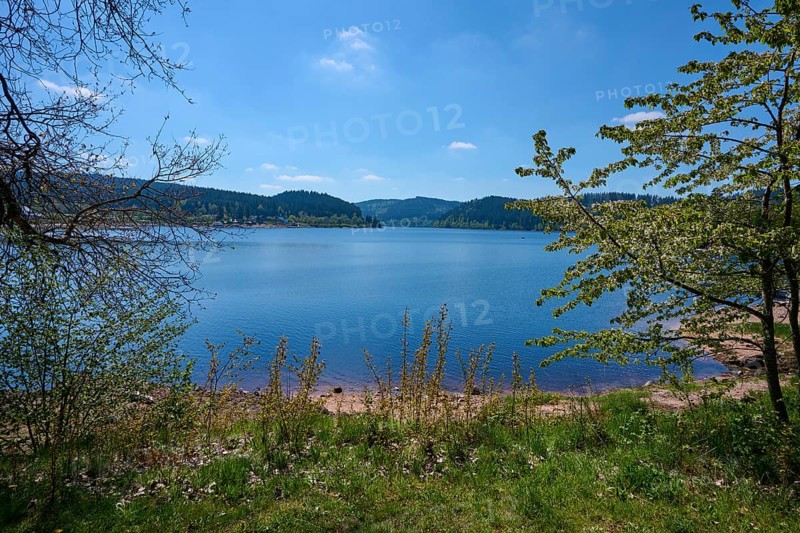 Schluchsee surrounded by green trees and a clear blue sky in the background, spring, Schluchsee, Black Forest, Baden-Württemberg, Germany, Europe