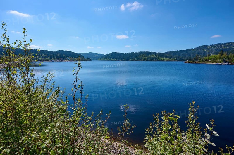 Schluchsee surrounded by green trees and a clear blue sky in the background, spring, Schluchsee, Black Forest, Baden-Württemberg, Germany, Europe
