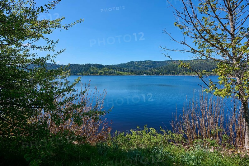 Schluchsee surrounded by green trees and a clear blue sky in the background, spring, Schluchsee, Black Forest, Baden-Württemberg, Germany, Europe