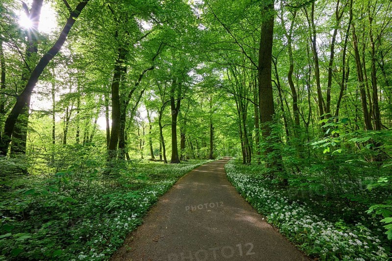 A shady forest path with wild garlic surrounded by green trees conveys peace and springtime feelings, Kinzigaue, Erlensee, Hanau, Hesse, Germany, Europe