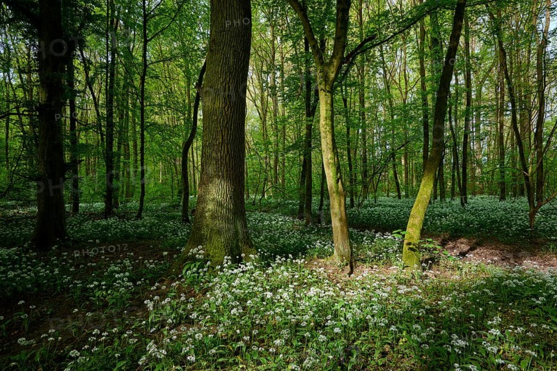 Light-flooded forest with green leaves and blooming wild garlic on the forest floor in spring, Kinzigaue, Erlensee, Hanau, Hesse, Germany, Europe