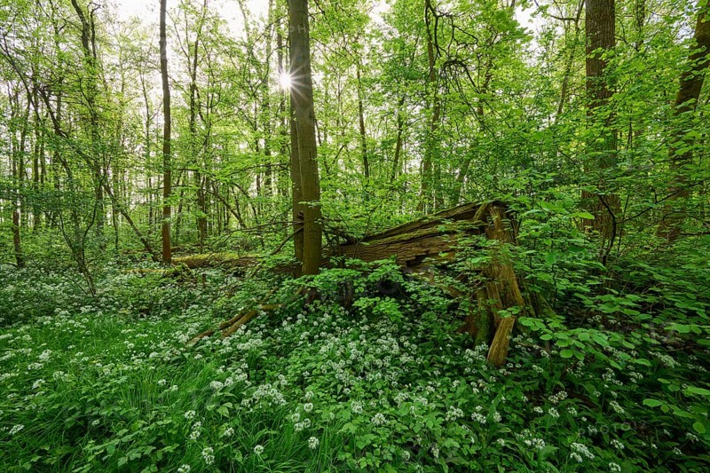 Light-flooded forest with green leaves and blooming wild garlic on the forest floor in spring, Kinzigaue, Erlensee, Hanau, Hesse, Germany, Europe