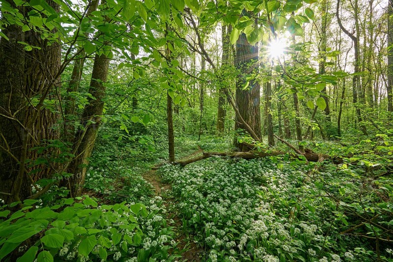 Light-flooded forest with green leaves and blooming wild garlic on the forest floor in spring, Kinzigaue, Erlensee, Hanau, Hesse, Germany, Europe