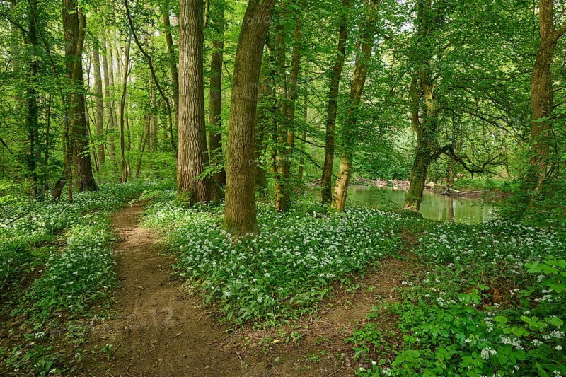 A forest path forked with wild garlic and surrounded by green trees conveys peace and spring feelings, Kinzigaue, Erlensee, Hanau, Hesse, Germany, Europe