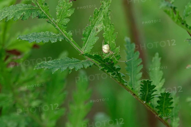 Crab spider, summer, Saxony, Germany, Europe
