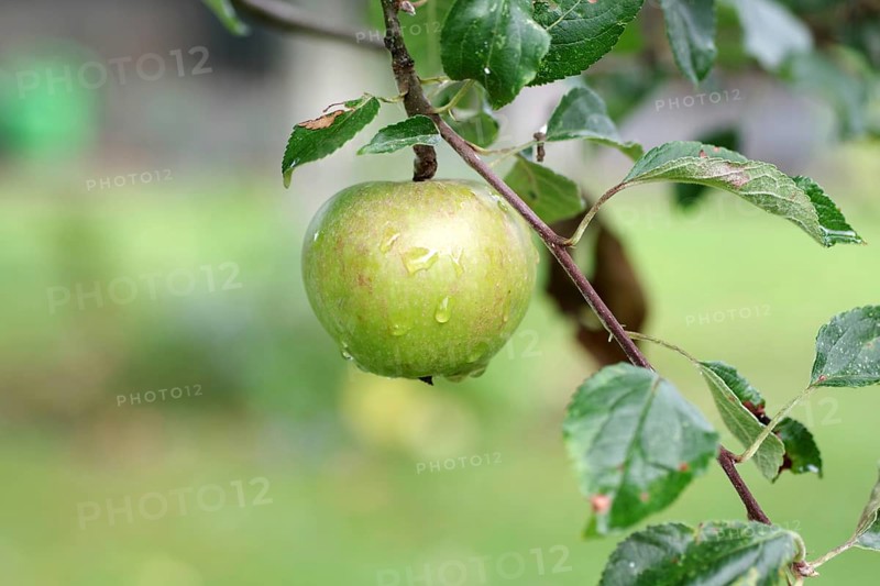 Apple tree (Malus), fruit, apple tree, branch, raindrops, fresh, A single apple with water drops hangs on a branch with green leaves