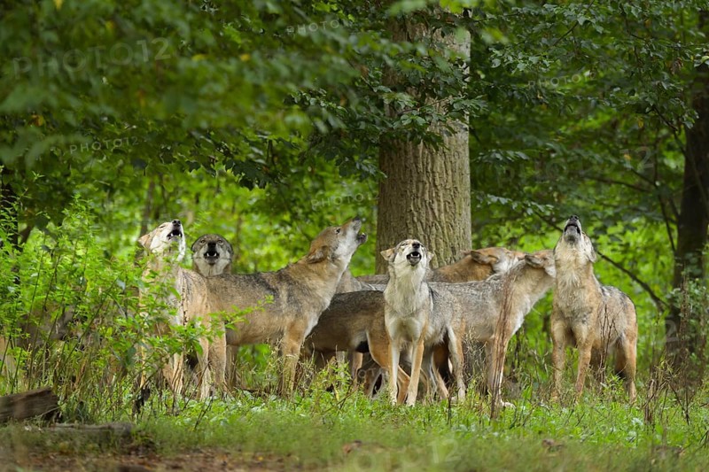 Wolf (Canis lupus), wolf pack standing and howling in a green forest area, summer, Germany, Europe