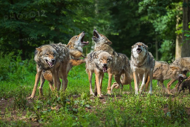 Wolf (Canis lupus), wolf pack standing and howling in a green forest area, summer, Germany, Europe