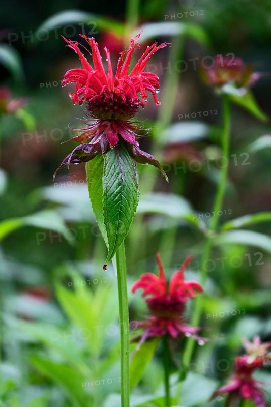 Golden balm (Monarda didyma), also known as Indian nettle or scarlet monard, with raindrops, North Rhine-Westphalia, Germany, Europe