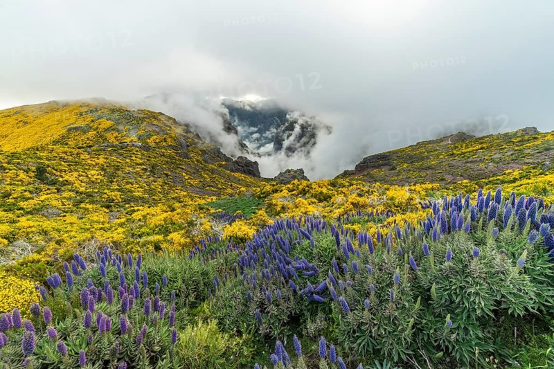 Pico do Arieiro. Blooming Yellow Mountains and Purple Pride of Madeira Flowers on Cloudy Day. Portugal