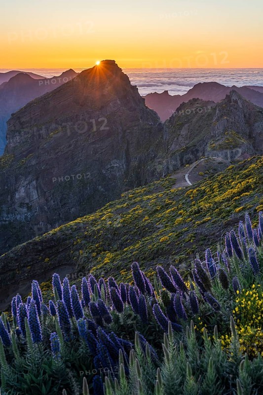Pico do Arieiro. Mountains and Blue Pride of Madeira Flowers at Sunset. Cloud Inversion. Portugal