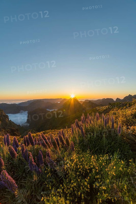 Pico do Arieiro. Mountains and Blooming Pride of Madeira Flowers at Sunset. Cloud Inversion. Portugal