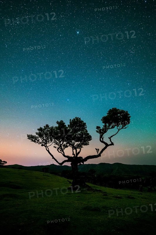 Tree in Fanal Forest, Blue Sky Full of Stars and Light Pollution at Night. Madeira, Portugal, Europe
