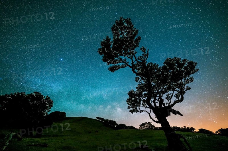 Tree in Fanal Forest, Blue Milky Way and Starry Sky at Night. Madeira, Portugal, Europe