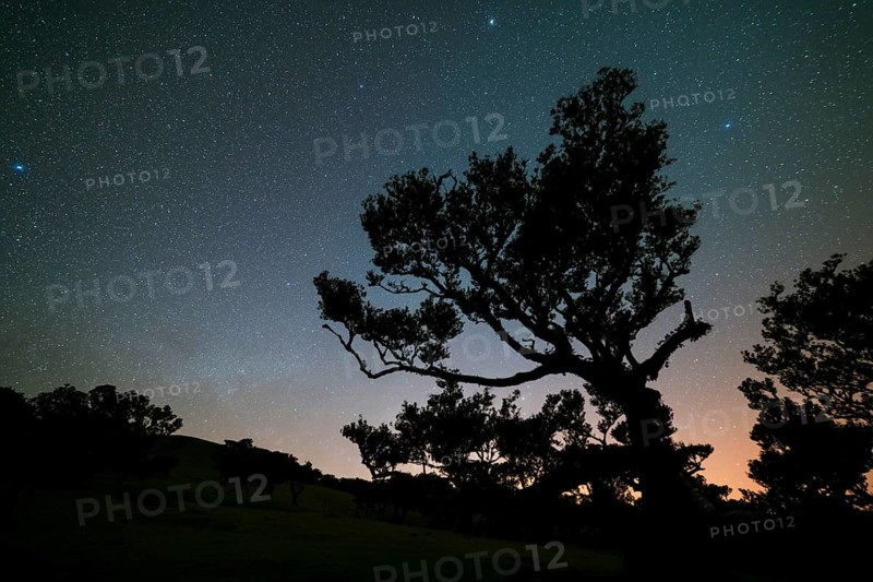 Silhouette of Tree in Fanal Forest and Sky full of Stars at Night. Madeira, Portugal, Europe