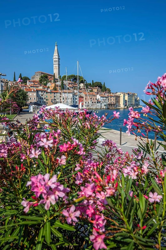 Old historic dreamy town on a beautiful island. Panorama of a romantic tourist town on a coast. Rovinj, Istria, Croatia, Europe