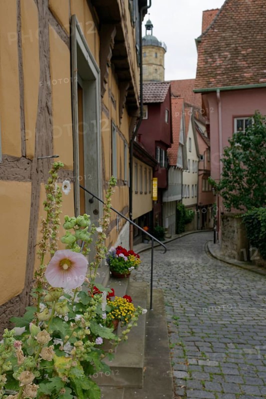 Mallow blossom in the Pfarrgasse, cobblestones, half-timbered house, half-timbered house, St. Michael, Michaelskirche, Schwäbisch Hall, Hohenlohe, Heilbronn-Franken, Baden-Württemberg, Germany, Europe